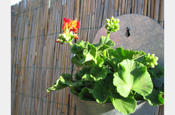 Ook aan de schutting geraniums.