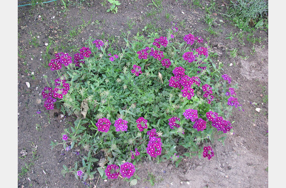 Ook de verbena is flink in gegroeid.