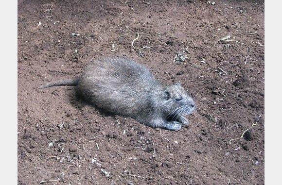 Lijkt op een marmot