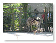 Zebra's waren er ook