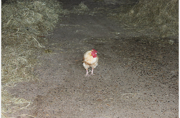 Of gewoon wat scharrelend in de stal