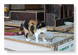katten genoeg daar