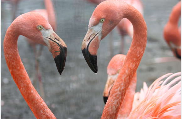 2 flamingo's in love