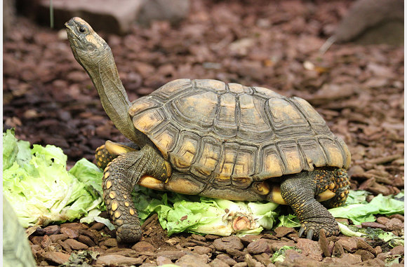 Aldabra reuzenschildpad, Gechelone gigantea