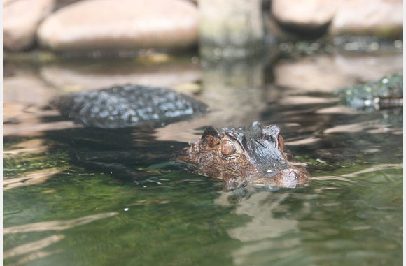 Paleosuchus palpebrosus