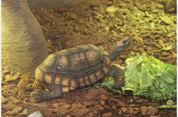 Schildpad