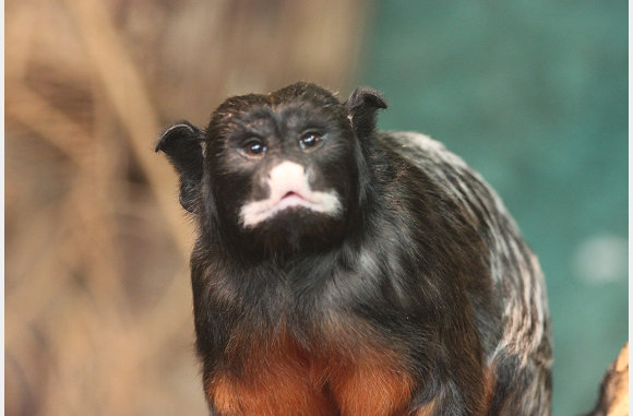 Zwartooroeistiti, Callithrix jacchus penicillata