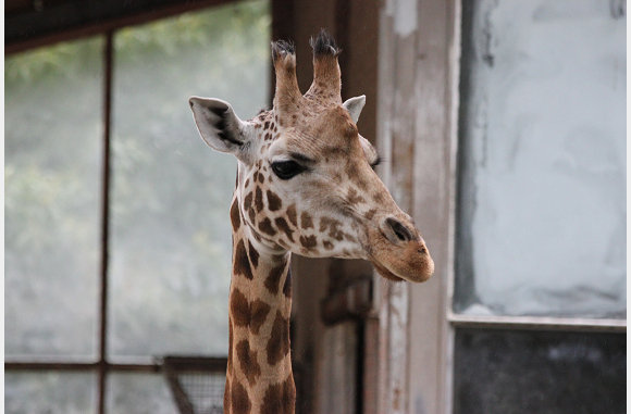 Giraffe, Giraffa camelopardalis