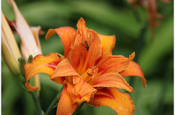 Oranje pracht