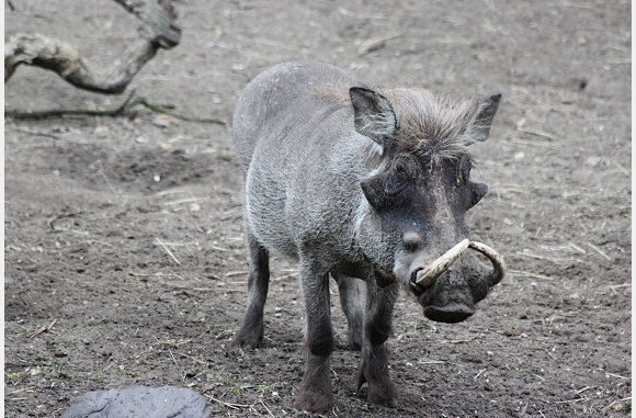 Phacochoerus africanus