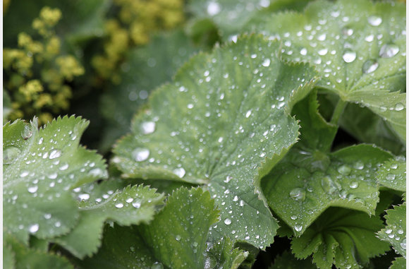 regen op bladeren