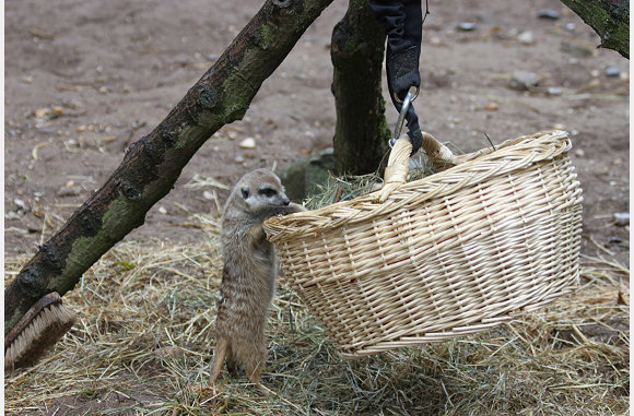 Suricata suricatta