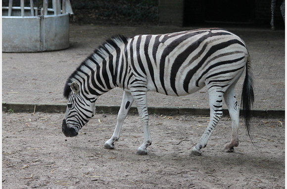 Zebra