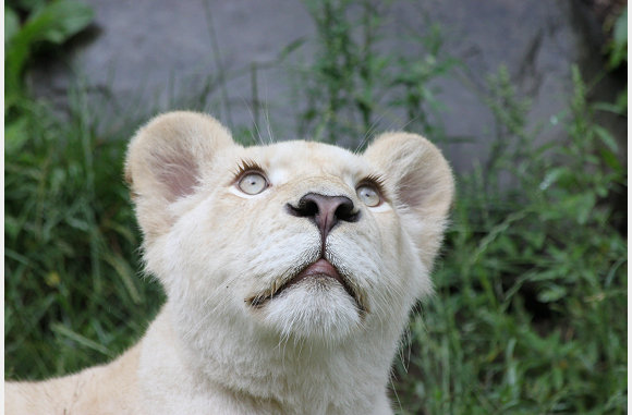 gewoon een grote poes