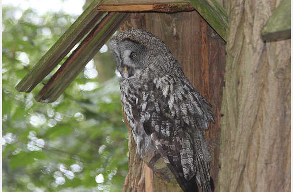 laplanduil, Strix nebulosa
