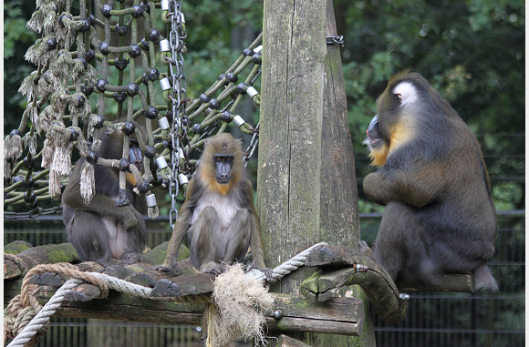 mandril