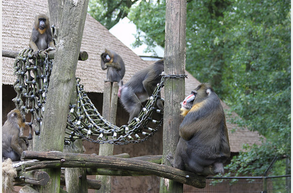 Mandrillenfamilie