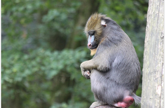 Mandrillus sphinx