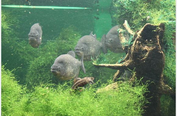 verschillende soorten aquaria