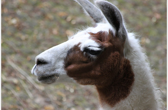 Lama glama glama