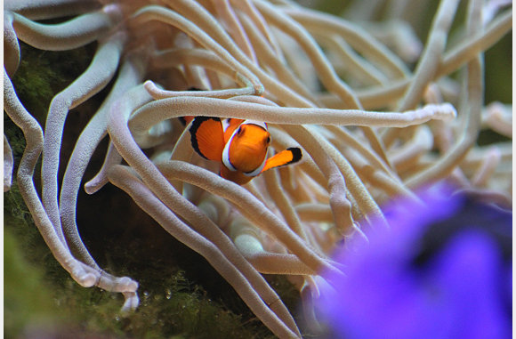 nemo