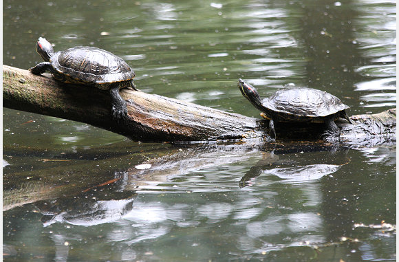 Schildpadjes