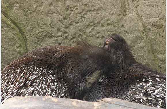Stekelvarken, Hystrix cristata