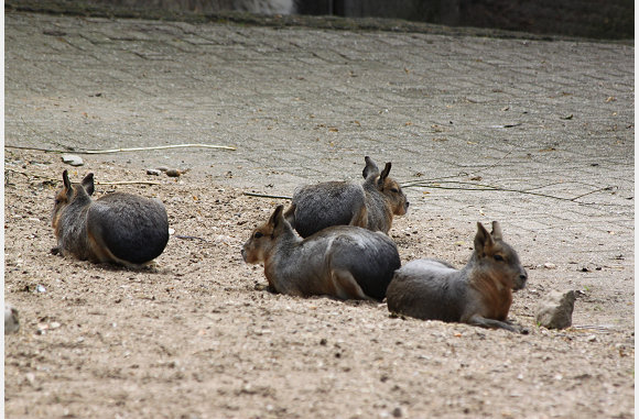 mara, Dolichotis patagona