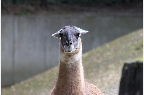 onozele lama
