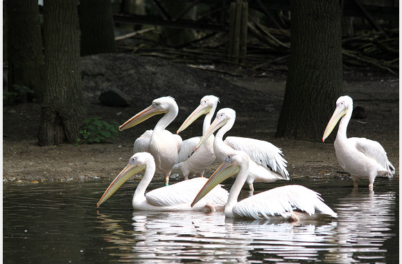 Pelecanus onocrotalus