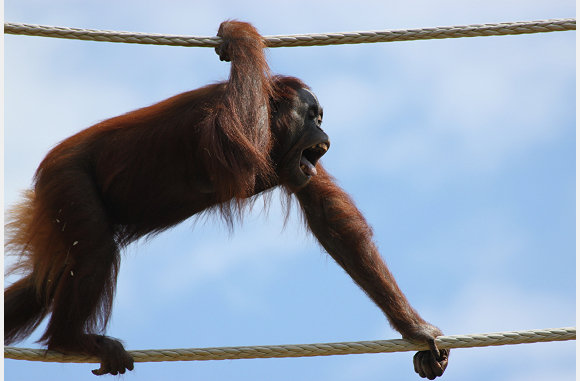 Pongo pygmaeus