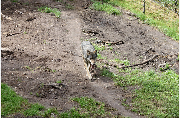 Wolf, Canis lupus