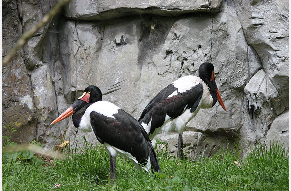 Zadelbekooievaar, Ephippiorhynchus senegalensis