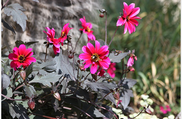 mooi roze