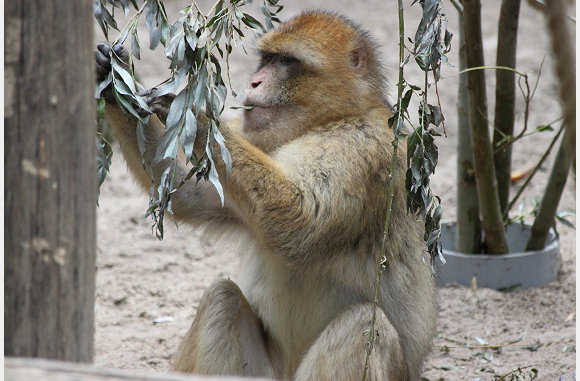 Macaca sylvanus