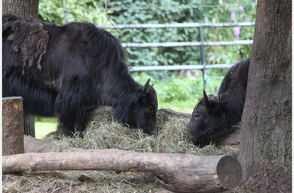 Yak