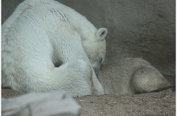 Ursus maritmus