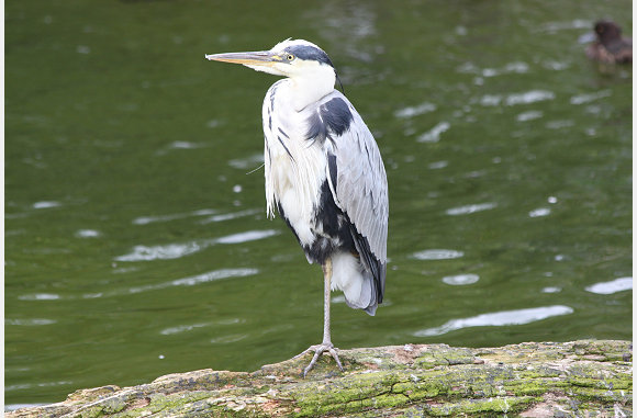 Een reiger