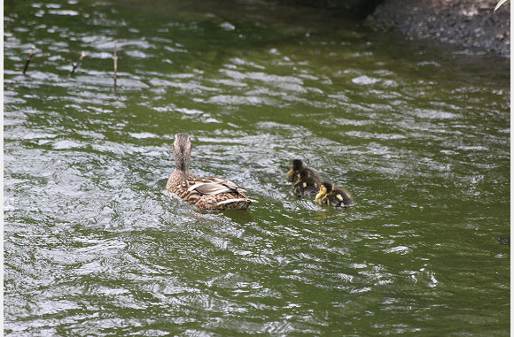 Eendjes met kroost