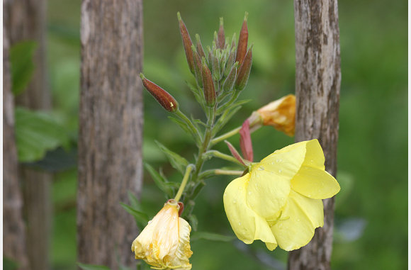 Een mooie bloem