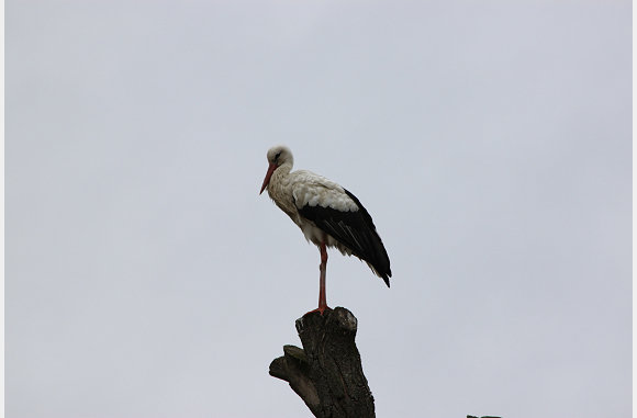 een ooievaar