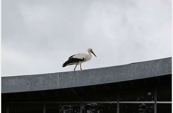 een ooievaar op het dak
