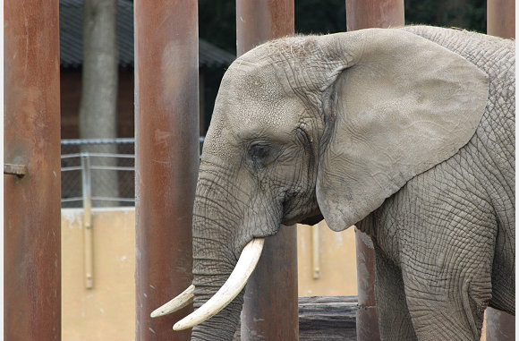 en de olifant