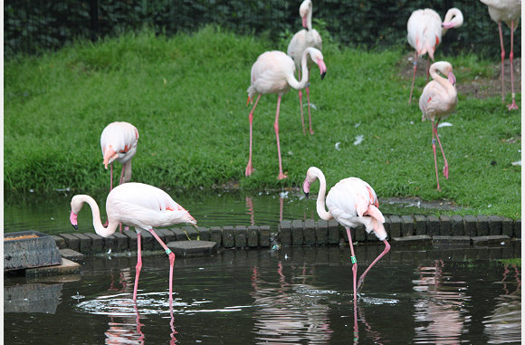 europese flamingo, Phoenicopterus roseus