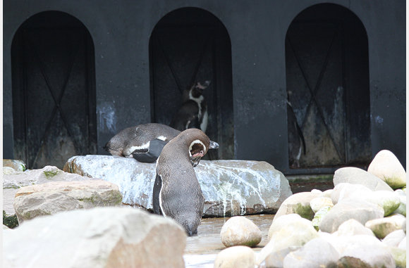 Humboldt pinguin, Spheniscus humboldti