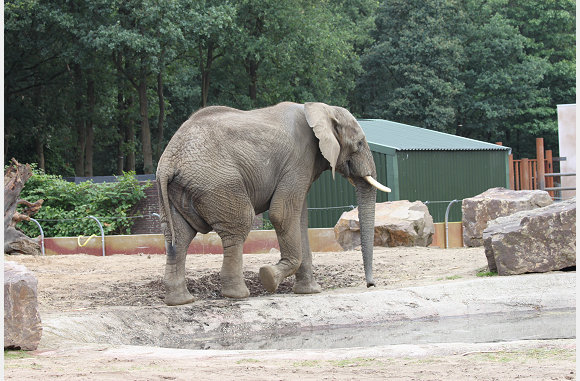 Loxodonta africana
