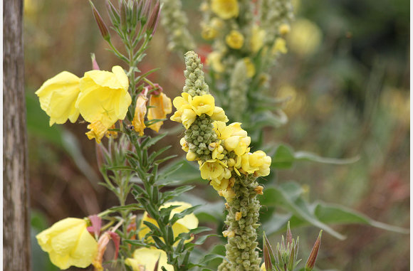 Nog meer mooie bloemen