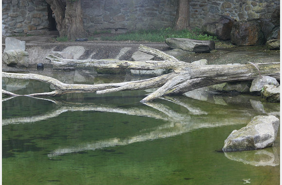 Stammen in het water