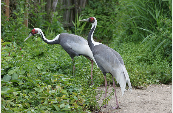 witnekkraanvogel, Grus vipio