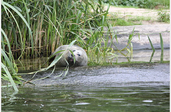 zeehonden